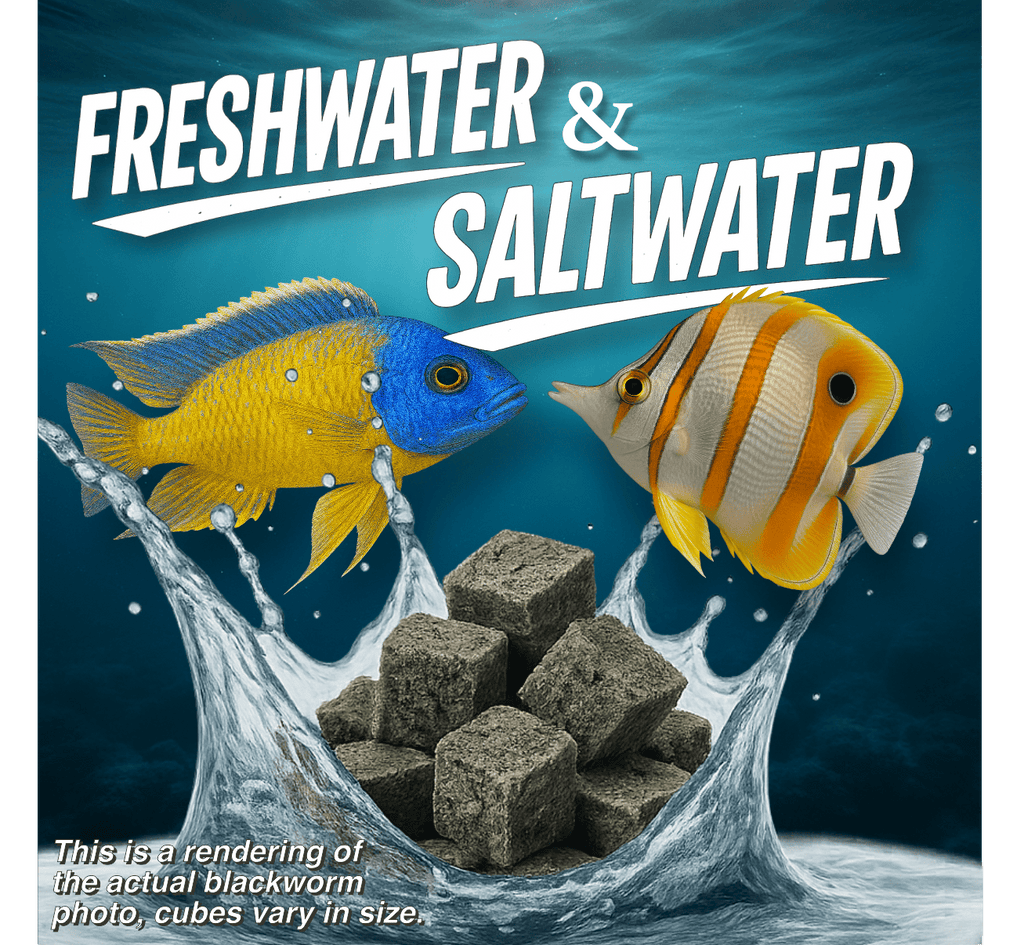 Premium Freeze Dried Blackworms with Vitamin C (All Natural, High Protein Fish Food)